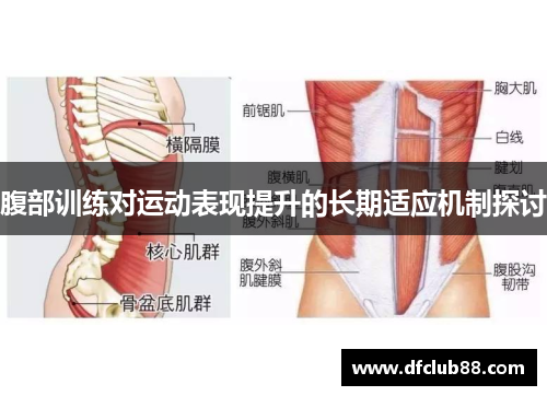 腹部训练对运动表现提升的长期适应机制探讨